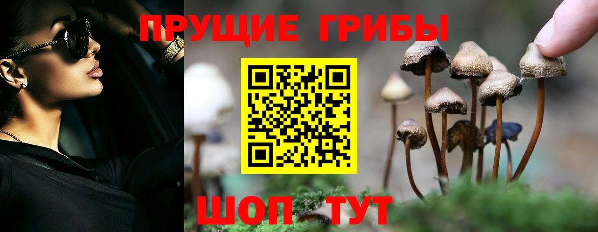 Псилоцибиновые грибы Psilocybine cubensis Ялуторовск